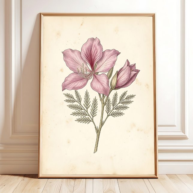 en Bauhinia Botanisk Konsttryck Poster (Skapare uppladdad)