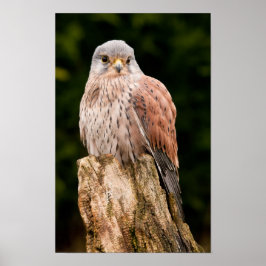 En bedövande kestrel satt på en träd-stump poster