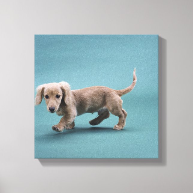 En beige liten dachshund som går canvastryck (Framsida)