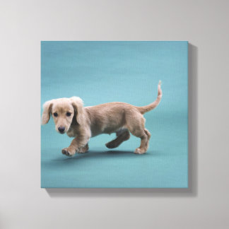 En beige liten dachshund som går canvastryck