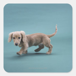 En beige liten dachshund som går fyrkantigt klistermärke