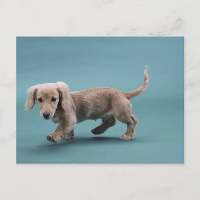 En beige liten dachshund som går vykort (Framsida)