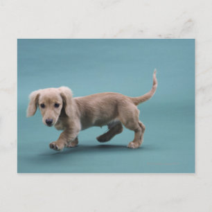 En beige liten dachshund som går vykort