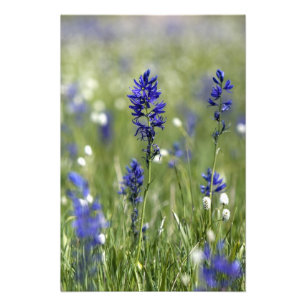 En bergsäng med vilda blommor inklusive fototryck
