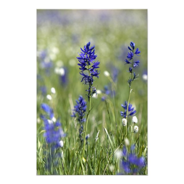 En bergsäng med vilda blommor inklusive fototryck (Framsidan)