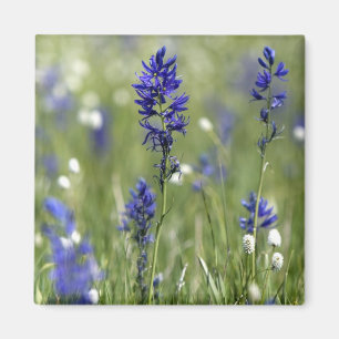 En bergsäng med vilda blommor inklusive magnet