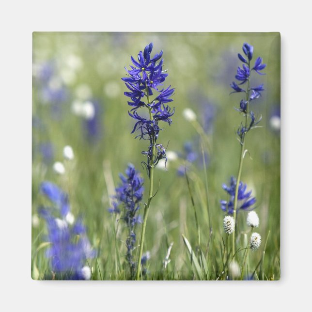 En bergsäng med vilda blommor inklusive magnet (Framsidan)