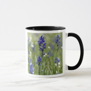 En bergsäng med vilda blommor inklusive mugg