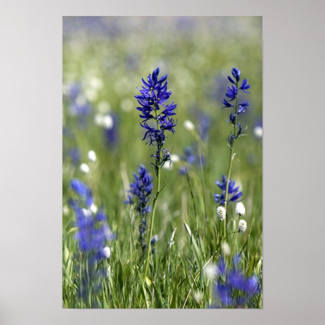 En bergsäng med vilda blommor inklusive poster (Framsidan)