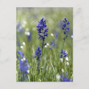 En bergsäng med vilda blommor inklusive vykort