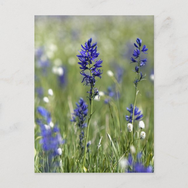 En bergsäng med vilda blommor inklusive vykort (Framsida)
