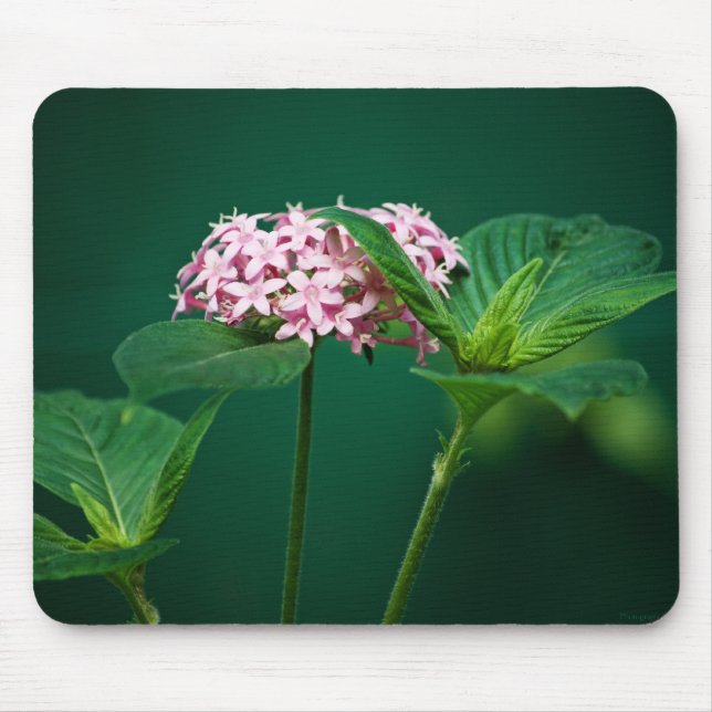 En beröring av Rosan i Grönten Mousepad Musmatta (Framsidan)