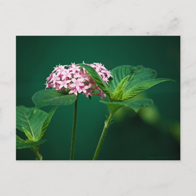 En beröring av Rosan i Gröntens vykort (Framsida)