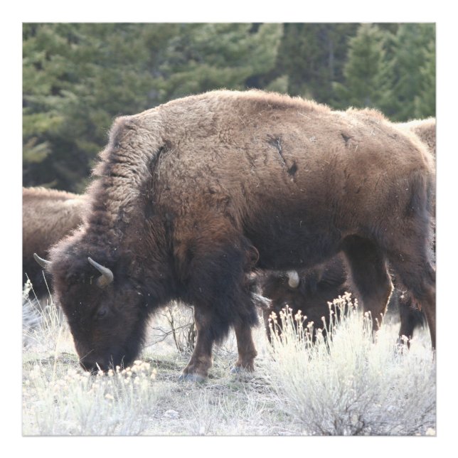 En besättning av Brown Bison Graze i en ängsgröda Fototryck (Framsidan)