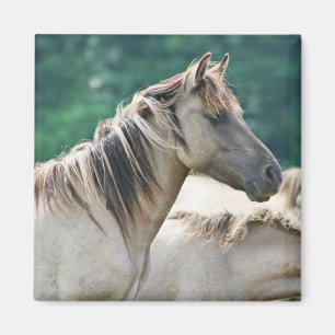 En besättning av Brumby Horses från Australien Magnet