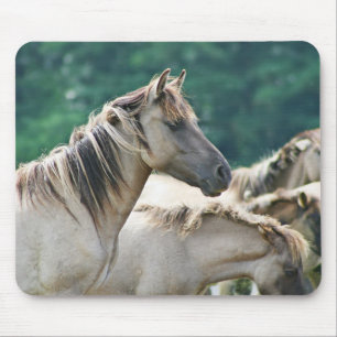 En besättning av Brumby Horses från Australien Musmatta