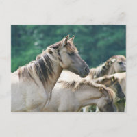 En besättning av Brumby Horses från Australien