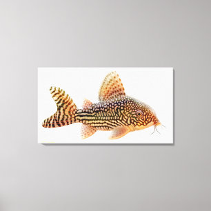 En Big Corydoras Sterbae Catfish Wrapped Canvas