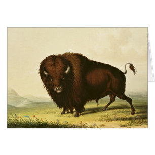 En Bison, c.1832 Hälsningskort