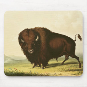 En Bison, c.1832 Musmatta