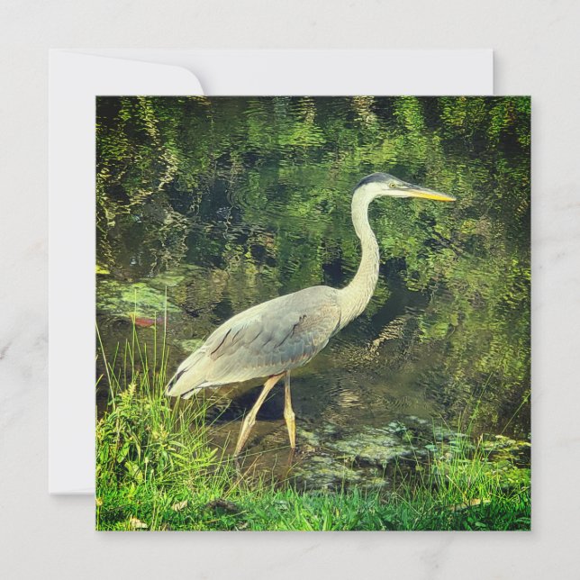 En blå heron (Framsida)