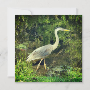 En blå heron