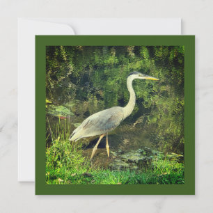 En blå heron