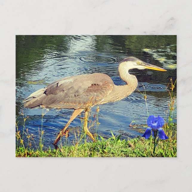 En blå heron vykort (Framsida)