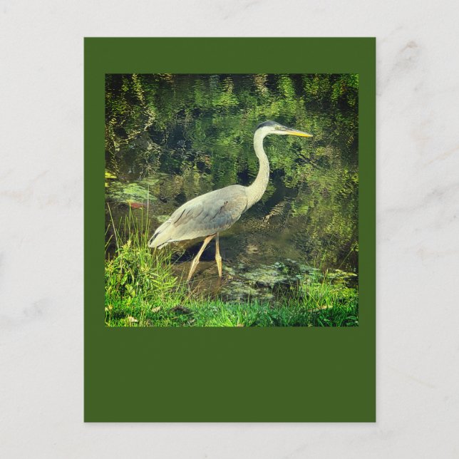 En blå heron vykort (Framsida)