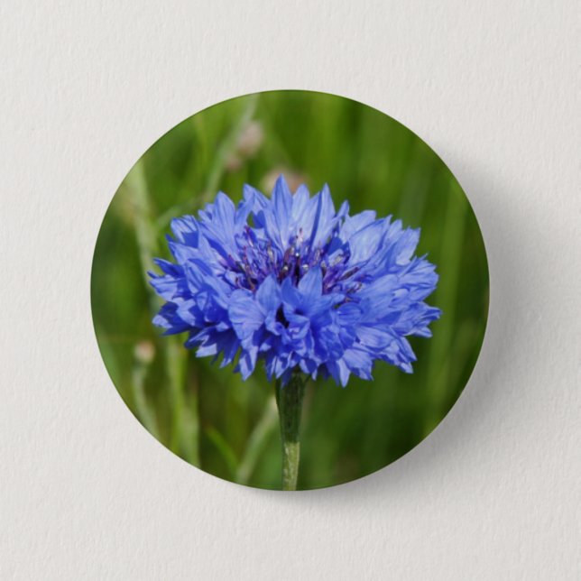 En blå kornblomma på engelska Meadow i grönt Knapp (Framsida)