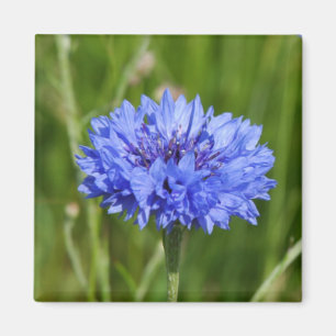 En blå kornblomma på engelska Meadow i grönt Magnet