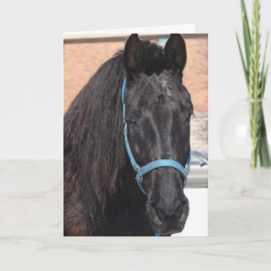 En Black Beauty Kort