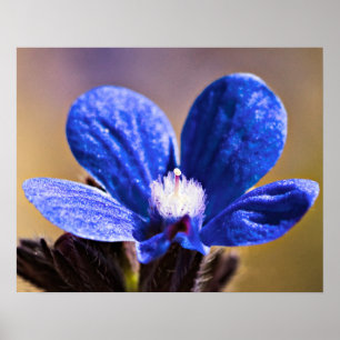 En blåttblomma poster
