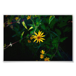 En blomma uppstår fototryck