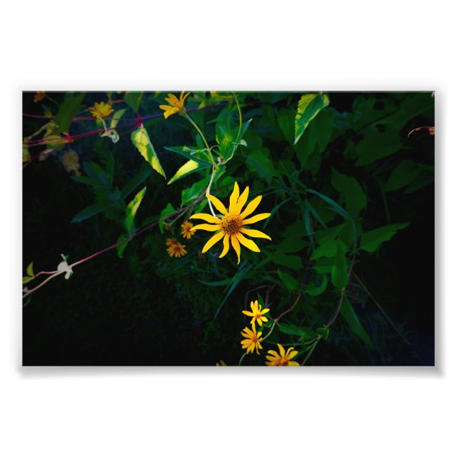 En blomma uppstår fototryck (Framsidan)