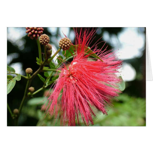 En blomma vid namn Phoenix Hälsningskort (Framsidan Horizontal)