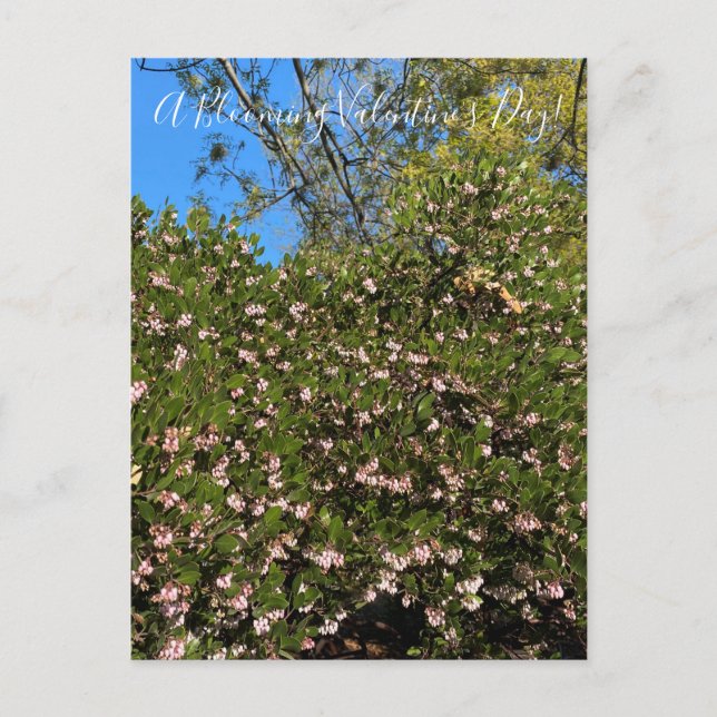 En blommande Alla hjärtans dag! vykort (Framsida)