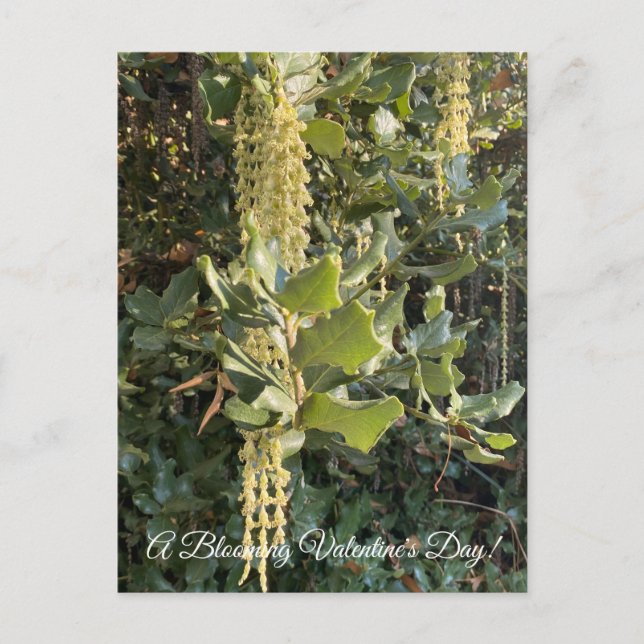 En blommande Alla hjärtans dag! Vykort (Framsida)