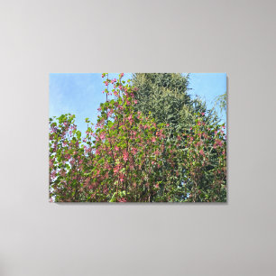 En blommande Kalifornien: Rosa Currant Canvastryck