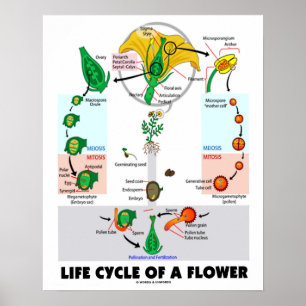 En blommas livscykel (Angiosperm) Poster