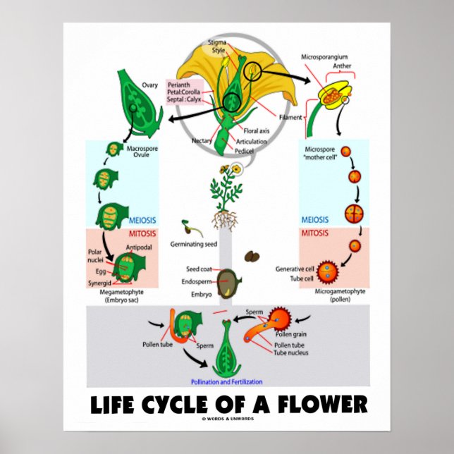 En blommas livscykel (Angiosperm) Poster (Framsidan)