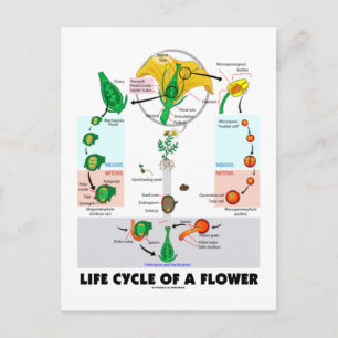 En blommas livscykel (Angiosperm) Vykort