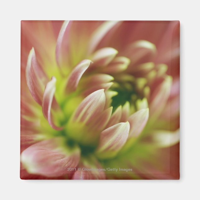 En blommas närhet magnet (Framsidan)