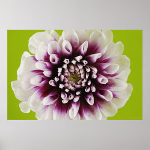 En blommas närhet poster