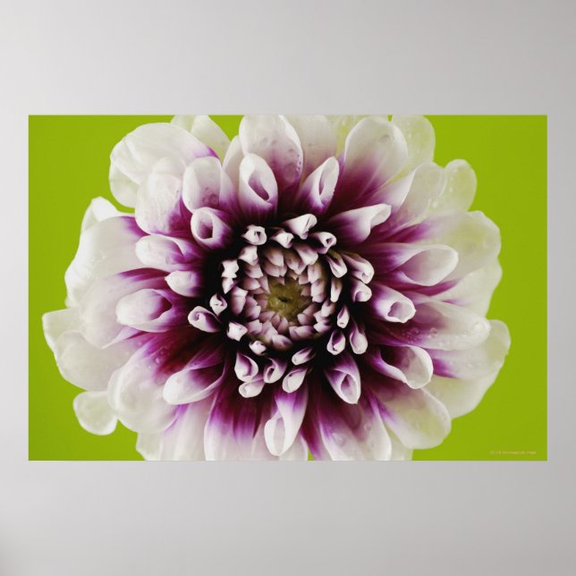 En blommas närhet poster (Framsidan)