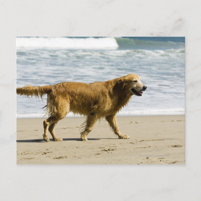 En blöt hund på stranden. vykort (Framsida)