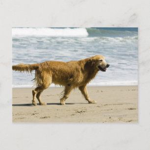 En blöt hund på stranden. vykort