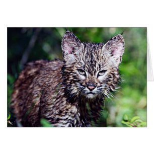 En Blöt Little Bobcat Kitten Hälsningskort