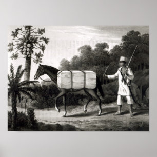En bomullsbärare från Travels in Brazilien Poster