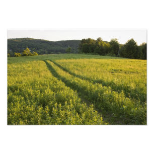 En bondväg i Sabins Pasture i Montpelier, Fototryck